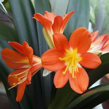 Clivia - 1ud. - Maceta De 1litro