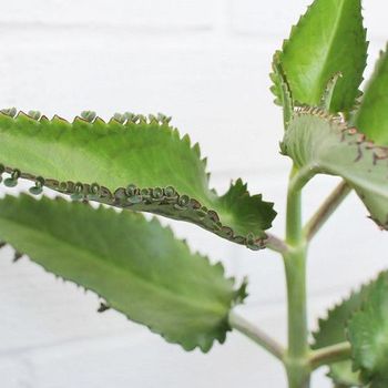 Kalanchoe Daigre. - 1ud. - Maceta De 14cm