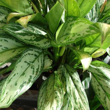 Aglaonema Sp. - 1ud. - Maceta De 1litro