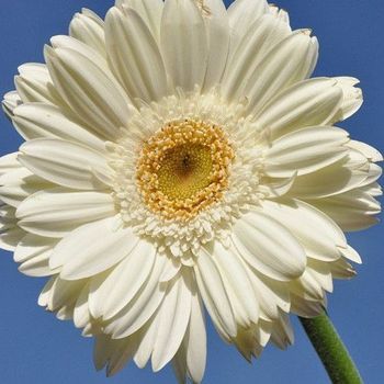 Gerbera - 6uds. - Maceta De 17cm - Roja