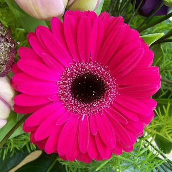 Gerbera - 6uds. - Maceta De 17cm - Fuchsia