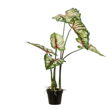 Arbol Caladium Bicolor Con Maceta 50x50x70 Cm