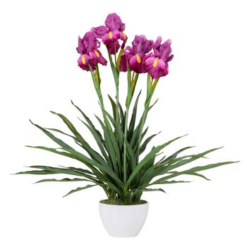 Planta Orquidea Cattleya 60x60x70 Cm