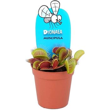 Planta Carnívora Dionaea Muscipula