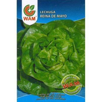 Semillas De Lechuga Reina De Mayo Wam - Sobre 6 Gr.