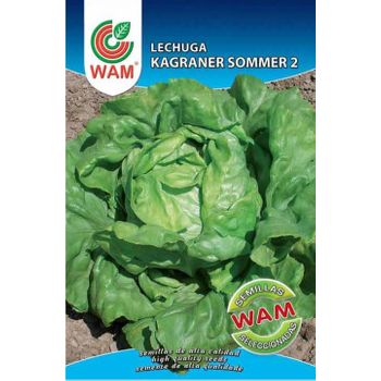 Semillas De Lechuga Kagraner Sommer 2 Wam - Sobre 6 Gr.