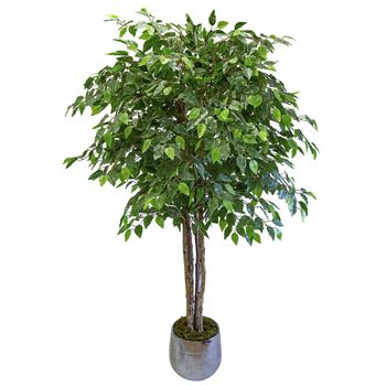 Ficus Excelsior 190 Cm