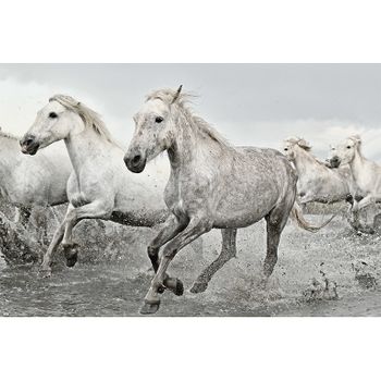 Poster White Horses