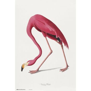 Poster American Flamingo