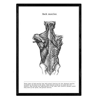 Posters De Anatomía En Blanco Y Negro Con Imágenes Del Cuerpo Humano Láminas Con Espalda A4 Con Marco - Nacnic