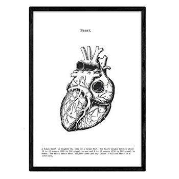 Posters De Anatomía En Blanco Y Negro Con Imágenes Del Cuerpo Humano Láminas Con Corazón A4 Con Marco - Nacnic