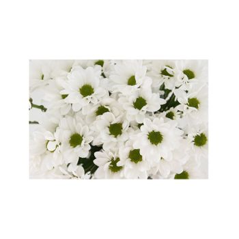 Margarita Crisantemo  Flor Natural  Crisantemo Bacardi  Ramo De 5 Tallos  70cm De Alto  Blanco