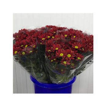 Margarita Crisantemo  Flor Natural  Crisantemo Bacardi  Ramo De 5 Tallos  70cm De Alto  Rojo