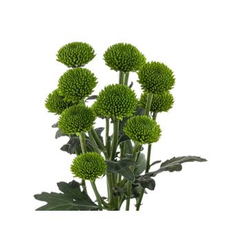 Margarita Crisantemo  Flor Natural  Crisantemo Boton Verde  Ramo De 5 Tallos  70cm De Alto