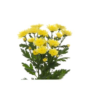 Margarita Crisantemo  Flor Natural  Crisantemo Euro  Ramo De 5 Tallos  70cm De Alto  Amarillo