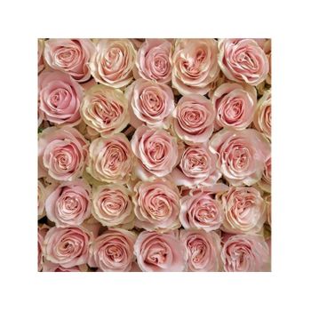 Rosas Variadas  Flor Natural  Ramo De 25 Tallos  60cm De Alto  Rosa Mondial