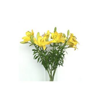 Liliums La  Flor Natural  Ramo De 10 Tallos  80cm De Alto  Amarillo