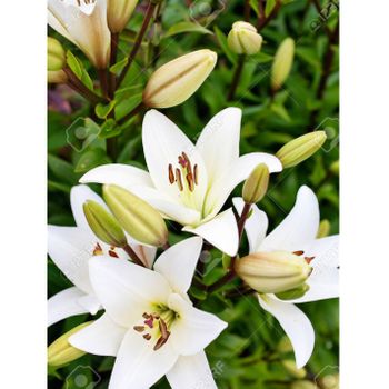 Liliums La  Flor Natural  Ramo De 10 Tallos  80cm De Alto  Blanco