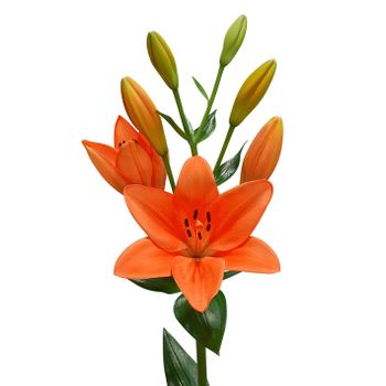 Liliums La  Flor Natural  Ramo De 10 Tallos  80cm De Alto  Naranja