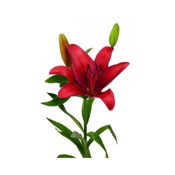 Liliums La  Flor Natural  Ramo De 10 Tallos  80cm De Alto  Rojo