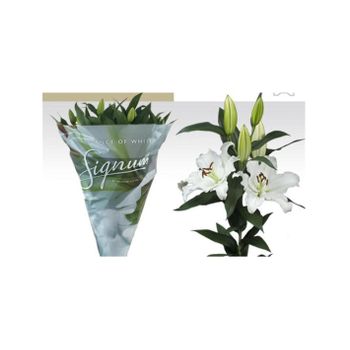 Liliums La  Flor Natural  Ramo De 10 Tallos  80cm De Alto  Oriental Blanco