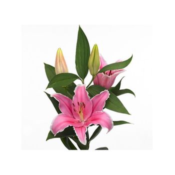 Liliums La  Flor Natural  Ramo De 10 Tallos  80cm De Alto  Oriental Rosa