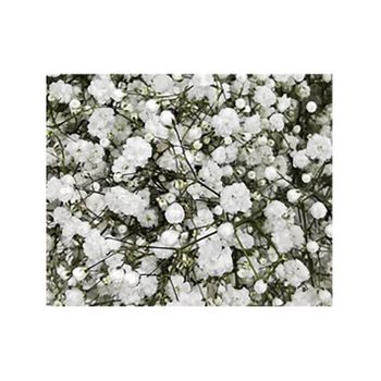 Paniculata  Flor Natural  Ramo De 25 Tallos  Blanco  80cm De Alto