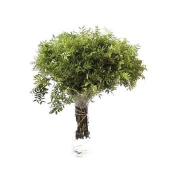 Lentisco  Flor Natural  Ramo De 50 Tallos  Verde  60cm De Alto