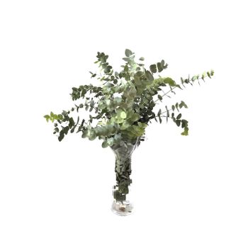 Eucaliptus Cinerea  Flor Natural  Ramo De 5 Tallos  Verde  70cm De Alto