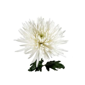 Crisantemo Uniflor  Flor Natural  Ramo De 10 Tallos  Perfecta Para El Día De Los Santos  Anastasia Blanco