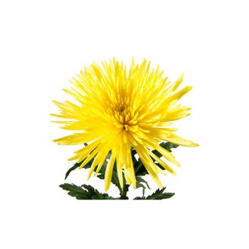 Crisantemo Uniflor  Flor Natural  Ramo De 10 Tallos  Perfecta Para El Día De Los Santos  Anastasia Amarillo