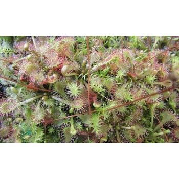 Semillas Plantas Carnívoras Mix Drosera