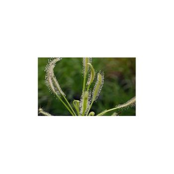 Semillas Plantas Carnívoras Drosera Capensis "alba"