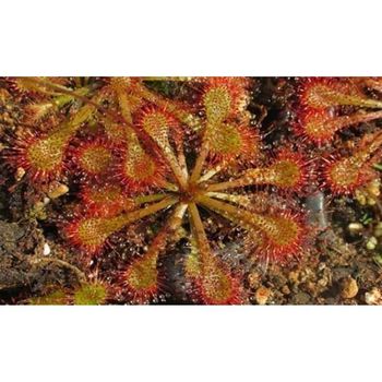 Semillas Plantas Carnívoras Drosera Spathulata