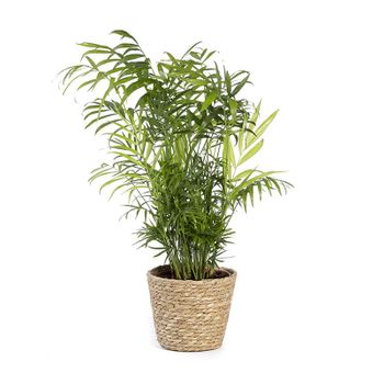 Planta Artificial Maceta Blanca Naranjo Jazmin 25 cm