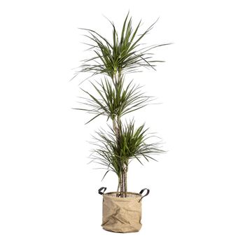 Dracena Marginata 70-90