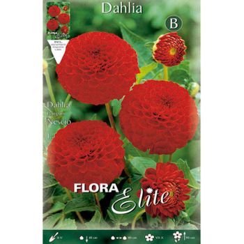 Bulbo Dalia Pom Pom Roja 1 Unidad