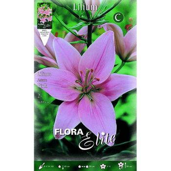 Bulbo Lilium Asiatic Rosa 2 Unidades