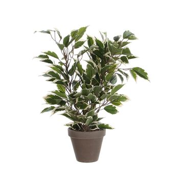 Ficus Natasja Jaspeado Con Maceta 4x11.5cm