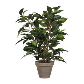 Ficus Natasja Con Maceta D11.5cm - 40x30cm