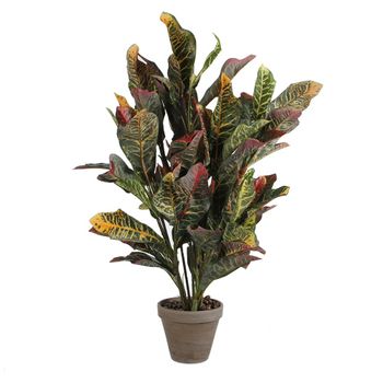 Croton Verde Pvc En Manceta Gris