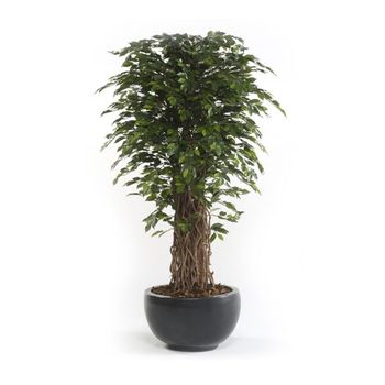 Árbol Ficus Deluxe Con Multi Tronco Natural. Altura 210 Cm Y 2860 Hojas.