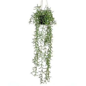 Senecio De 70 Cm. Incluye Macetero Y Cuerda Decorativa. (techo). (6 Unidades)