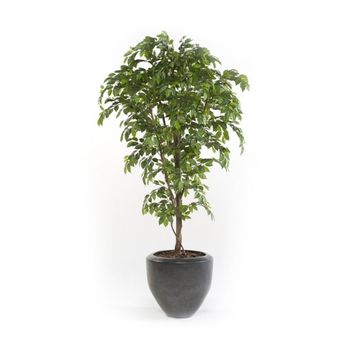 Árbol Ficus Acabado Premium. Altura 205 Cm Y 2430 Hojas