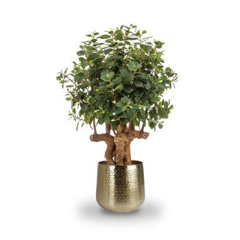 Árbol Ficus Botanic. Altura 105 Cm Y 1500 Hojas