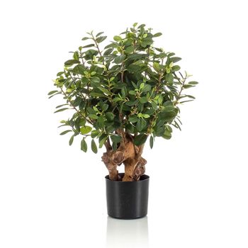 Árbol Ficus Botanic. Altura 75 Cm Y 726 Hojas