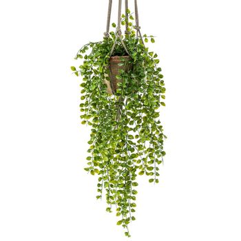 Colgante Arbusto Ficus Pumila De 80 Cm (6 Unidades)