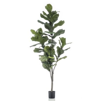 Emerald Ficus Lyrata 160 Cm