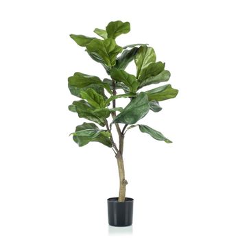 Emerald Ficus Lyrata 90 Cm