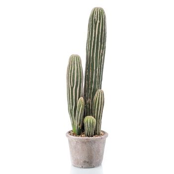 Planta Cactus San Pedro De 37 Cm De Altura. Incluye Macetero.